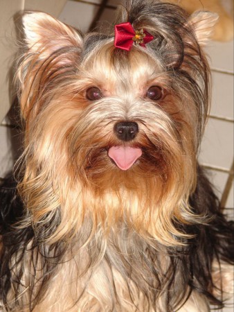 /products/filhotes-de-yorkshire-terrier/